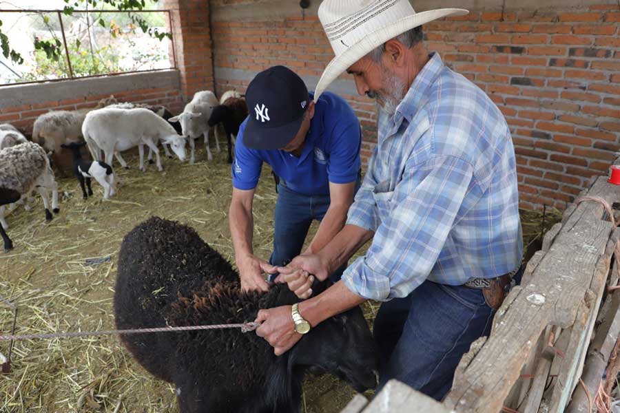 Realizan en Jesús María campaña de vacunación a ovinos con el objetivo de proteger al rebaño de enfermedades.