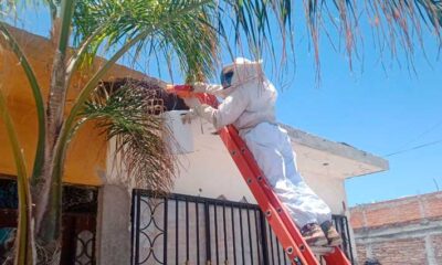 Procura el municipio de Jesús María preservar la vida de las abejas