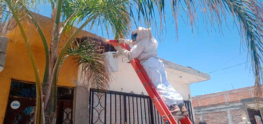 Procura el municipio de Jesús María preservar la vida de las abejas