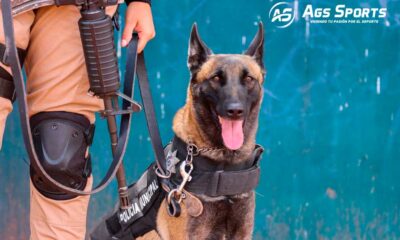 El grupo k9 de la policía de Jesús María: un equipo de perros altamente entrenados para la seguridad