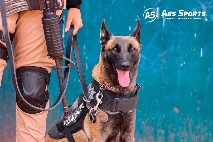 El grupo k9 de la policía de Jesús María: un equipo de perros altamente entrenados para la seguridad