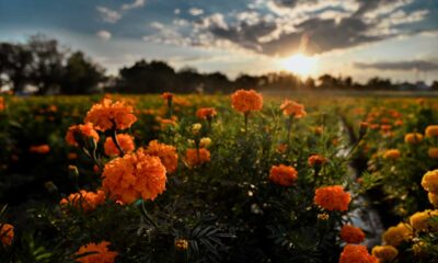 Vive la magia de los campos de cempasúchil en Jesús María