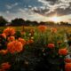 Vive la magia de los campos de cempasúchil en Jesús María