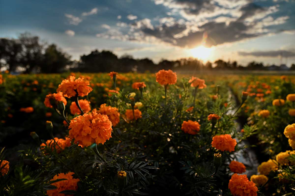 Vive la magia de los campos de cempasúchil en Jesús María