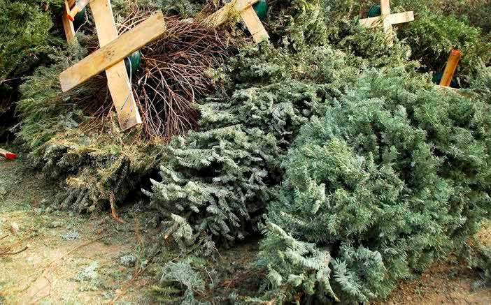 Reciclaje de Árboles de Navidad en Aguascalientes: Del 7 de enero al 7 de febrero