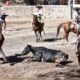 Dos Potrillos Vestir Charro campeón del Circuito Tradición 2025